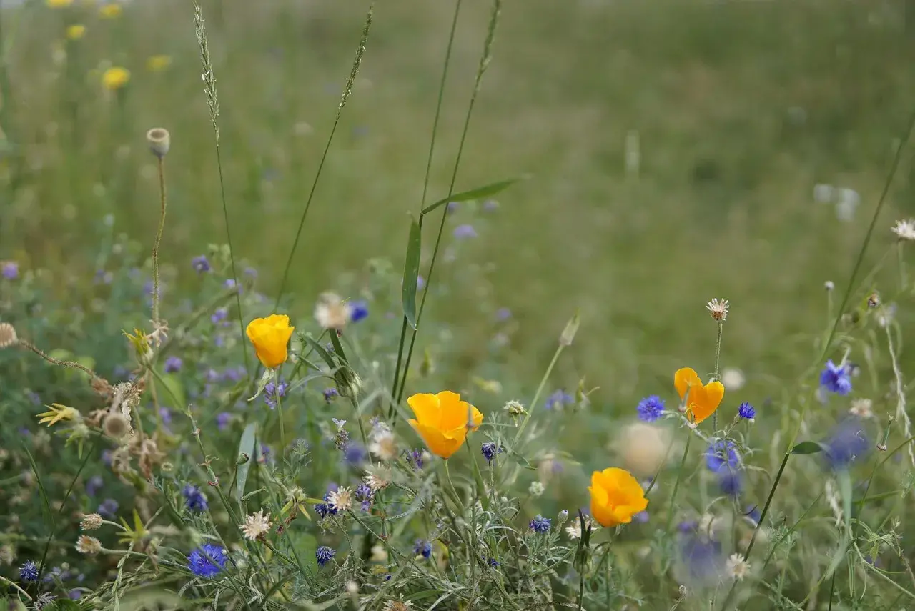 Coaching für Angehörige von psychisch erkrankte Menschen